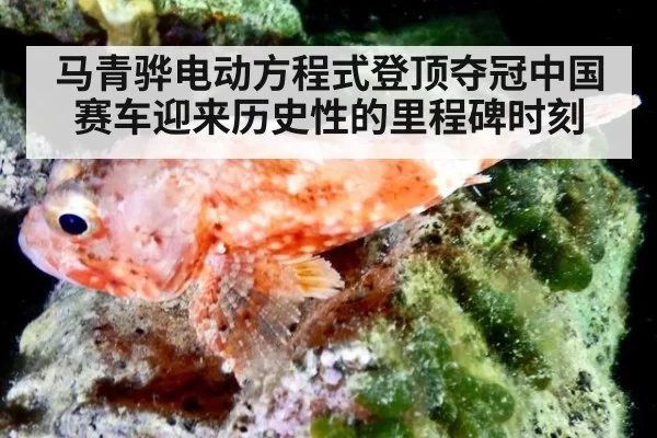 马青骅电动方程式登顶夺冠中国赛车迎来历史性的里程碑时刻